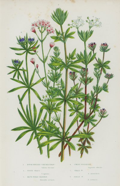 Piante Fiorite della Gran Bretagna: Gallio a Frutto Ruvido, Erba Grassa, Madder di Campo Blu, Asperula Dolce, Asperula Piccola, Asperula di Campo da English School