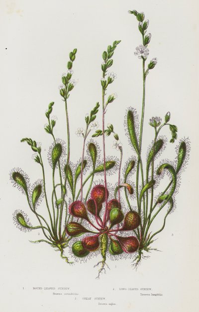 Piante Fiorite della Gran Bretagna: Drosera a Foglie Rotonde, Drosera a Foglie Lunghe, Grande Drosera da English School
