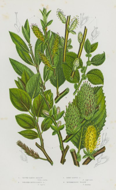 Piante da fiore della Gran Bretagna: Salice a foglie rotonde, Salice a foglie rotonde maggiore, Salice a foglie scure, Salice intermedio (litografia a colori) da English School