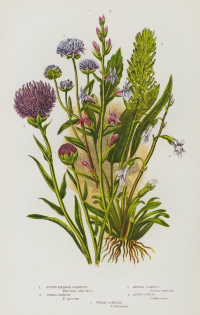 Piante Fiorite della Gran Bretagna: Rapunzia Testa Rotonda, Rapunzia Spigata, Scabiosa Annuale, Lobelia Acrida, Lobelia d