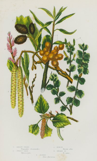 Piante da fiore della Gran Bretagna: Olivello spinoso, Mirto di palude, Betulla, Betulla nana, Ontano da English School