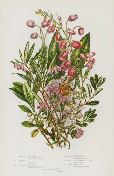Piante da fiore della Gran Bretagna: Menziesia scozzese, Menziesia irlandese, Azalea strisciante, Andromeda di palude, Albero di fragole austero, Uva ursina nera, Uva ursina rossa (litografia a colori) da English School
