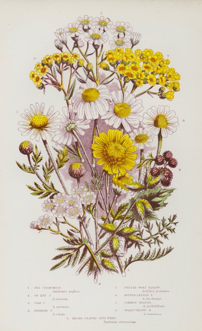 Piante fiorite della Gran Bretagna: Camomilla di mare, Camomilla a occhio di bue, Camomilla di mais, Camomilla puzzolente, Millefoglio starnutito, Millefoglio a foglia punteggiata, Millefoglio comune, Millefoglio giallo lanoso, Millefoglio a foglia larga ( da English School