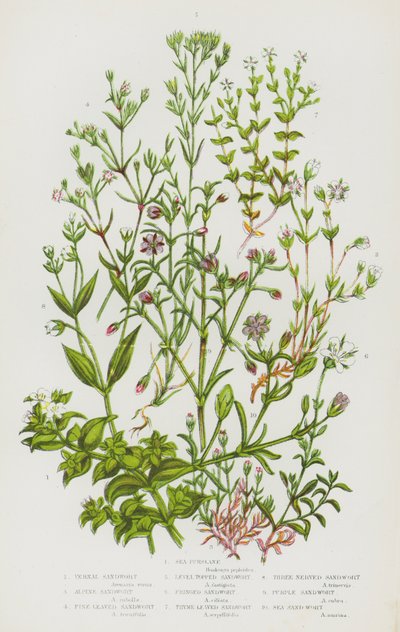 Piante Fiorite della Gran Bretagna: Salicornia, Arenaria Vernale, Arenaria Alpina, Arenaria a Foglie Sottili, Arenaria a Cima Piatta, Arenaria Frangiata, Arenaria a Foglie di Timo, Arenaria a Tre Nervi, Arenaria Viola, Arenaria Marina da English School