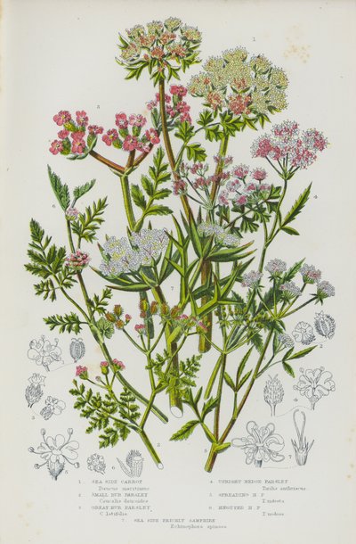 Piante da fiore della Gran Bretagna: Carota di mare, Piccolo prezzemolo, Grande prezzemolo, Prezzemolo di siepe eretto, Prezzemolo di siepe diffuso, Prezzemolo di siepe annodato, Samphire spinoso di mare da English School