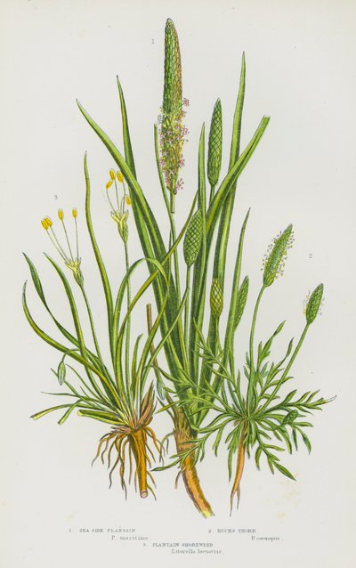 Piante da fiore della Gran Bretagna: Piantaggine marittima, Spino cervino, Piantaggine di riva (litografia a colori) da English School