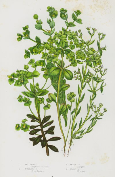 Piante da fiore della Gran Bretagna: Euforbia marittima, Euforbia di Portland, Euforbia minuta, Euforbia nana da English School