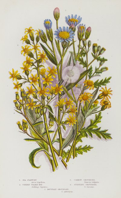 Piante da fiore della Gran Bretagna: Astro marino, Verga d