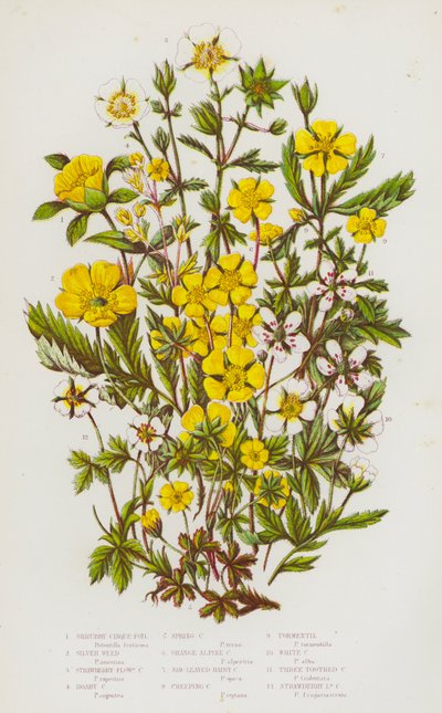 Piante Fiorite della Gran Bretagna: Cinquefoglia Arbustiva, Erba Argentea, Cinquefoglia a Fiori di Fragola, Cinquefoglia Lanosa, Cinquefoglia Primaverile, Cinquefoglia Alpina Arancione, Cinquefoglia Pelosa a Foglie Seghettate, Cinquefoglia Strisciante, Tor da English School