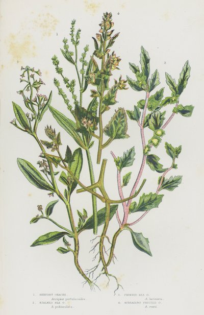 Piante Fiorite della Gran Bretagna: Atriplice Arbustiva, Atriplice Marina Stipolata, Atriplice Marina Brinata, Atriplice a Frutti Diffusi da English School