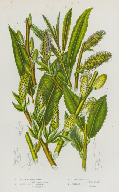Piante Fiorite della Gran Bretagna: Vimineto a Foglie Setose, Salice a Foglie Lunghe, Salice Ferruginoso, Salice Comune da English School