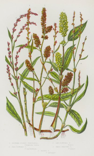Piante da fiore della Gran Bretagna: Persicaria maculosa, Persicaria lapathifolia, Persicaria hydropiper, Persicaria amphibia, Persicaria bistorta da English School