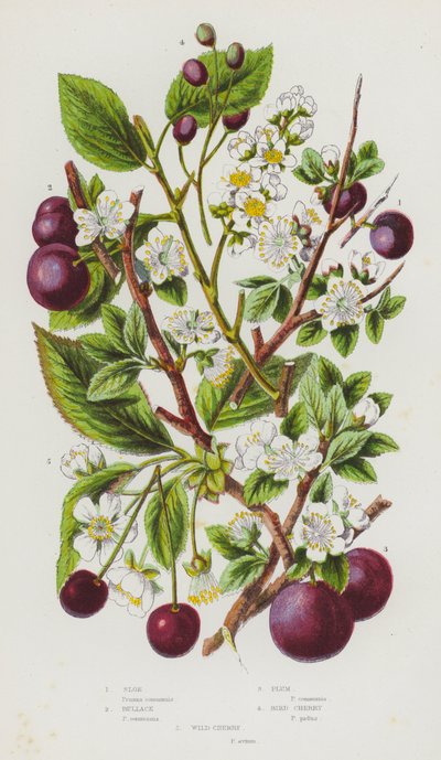 Piante da fiore della Gran Bretagna: Prugnolo, Prugna, Ciliegio degli uccelli, Ciliegio selvatico da English School