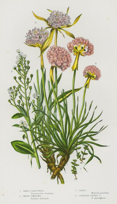 Piante da fiore della Gran Bretagna: Small Chaffweed, Water Pimpernel, Thrift, Plantain Leaved Thrift da English School