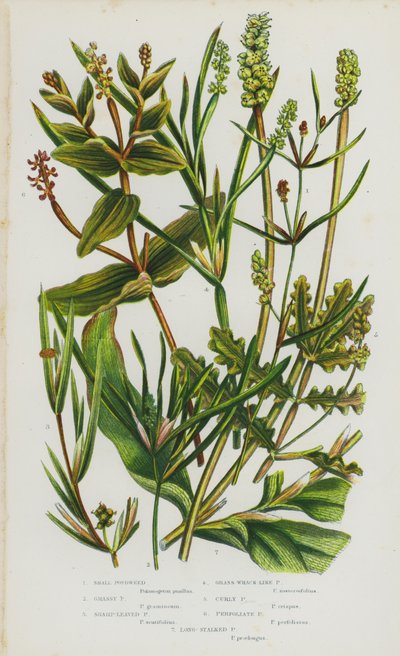 Piante da fiore della Gran Bretagna: Potamogeton pusillus, Potamogeton gramineus, Potamogeton acutifolius, Potamogeton pectinatus, Potamogeton crispus, Potamogeton perfoliatus, Potamogeton praelongus da English School