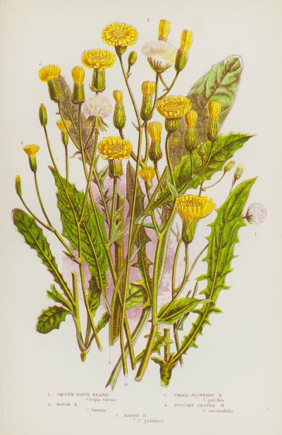 Piante Fiorite della Gran Bretagna: Barba di Falco Liscia, Barba di Falco Ruvida, Barba di Falco a Fiore Piccolo, Barba di Falco a Foglia di Cicoria, Barba di Falco di Palude da English School