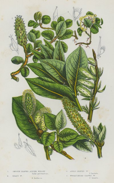 Piante da fiore della Gran Bretagna: Salice alpino a foglie lisce, Salice minore, Salice a foglie di mela, Salice a foglie larghe lanuginose da English School