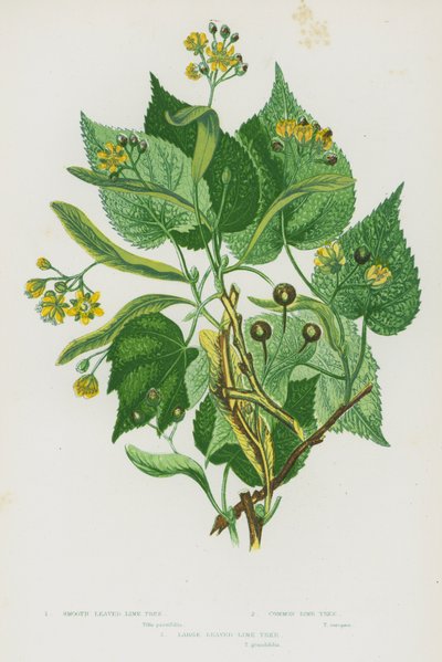 Piante da fiore della Gran Bretagna: Tilia platyphyllos, Tilia cordata, Tilia × europaea da English School