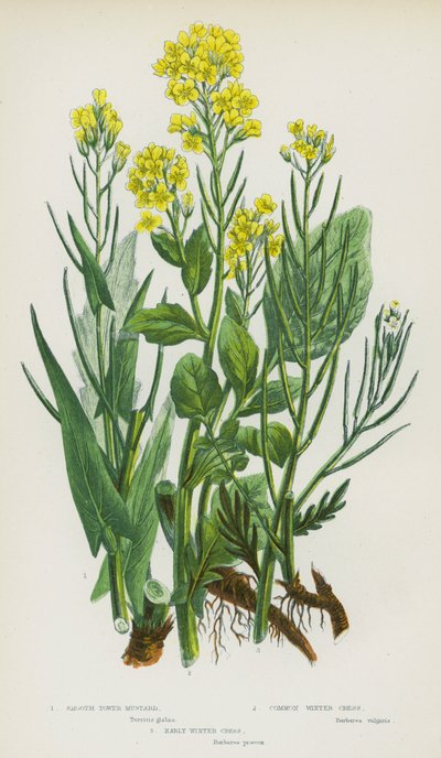 Piante da fiore della Gran Bretagna: Thlaspi arvense, Thlaspi perfoliatum, Thlaspi caerulescens, Capsella bursa-pastoris, Hutchinsia alpina, Teesdalia nudicaulis da English School