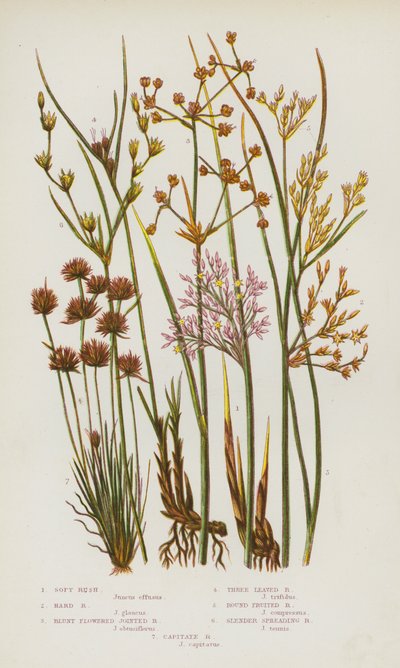 Piante da fiore della Gran Bretagna: Juncus effusus, Juncus inflexus, Juncus subnodulosus, Juncus trifidus, Juncus compressus, Juncus capitatus da English School