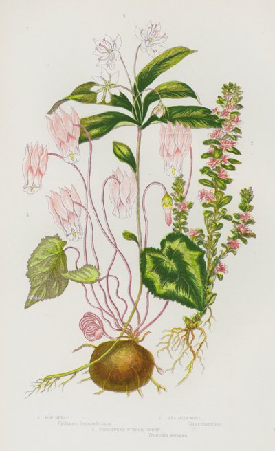 Piante da fiore della Gran Bretagna: Ciclamino, Poligala marittima, Erba stella invernale da English School