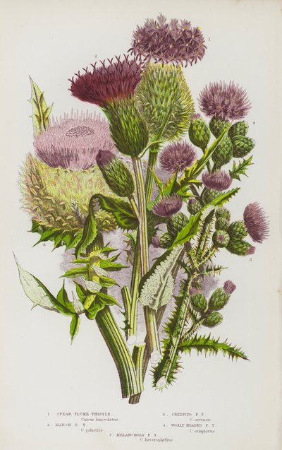 Piante Fiorite della Gran Bretagna: Cardo Piumato, Cardo Piumato di Palude, Cardo Piumato Strisciante, Cardo Piumato Lanoso, Cardo Piumato Melanconico da English School