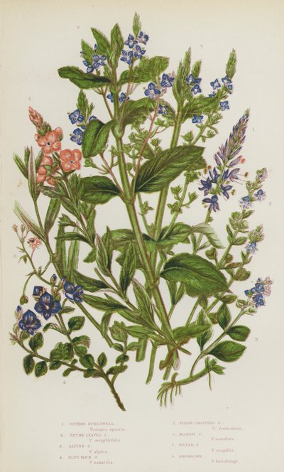 Piante Fiorite della Gran Bretagna: Veronica Spicata, Veronica a Foglia di Timo, Veronica Alpina, Veronica di Roccia Blu, Veronica Color Carne, Veronica di Palude, Veronica d