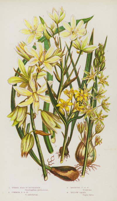 Piante da fiore della Gran Bretagna: Ornithogalum pyrenaicum, Ornithogalum umbellatum, Ornithogalum nutans, Gagea lutea da English School