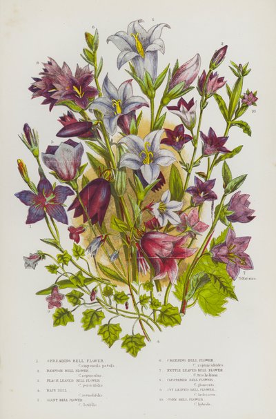 Piante da fiore della Gran Bretagna: Campanula diffusa, Campanula rampion, Campanula a foglie di pesco, Campanula a campanula, Campanula gigante, Campanula strisciante, Campanula a foglie di ortica, Campanula a grappolo, Campanula a foglie di edera, Campan da English School