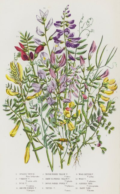 Piante da fiore della Gran Bretagna: Spring Vetch, Common Vetch, Bush Vetch, Smooth-Podded Vetch, Rough-Podded Yellow Vetch, Hairy-Flowered Yellow Vetch, Rough-Podded Purple Vetch, Tufted Vetch, Wood Bitter Vetch, Wood Vetch, Slender Tare, Hairy Tare da English School