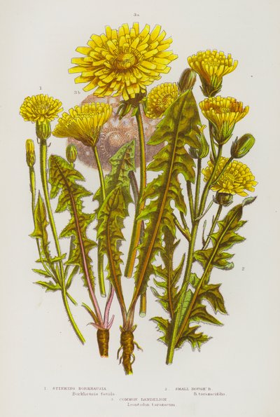 Piante da fiore della Gran Bretagna: Borkhausia puzzolente, Piccola ruvida, Dente di leone comune da English School