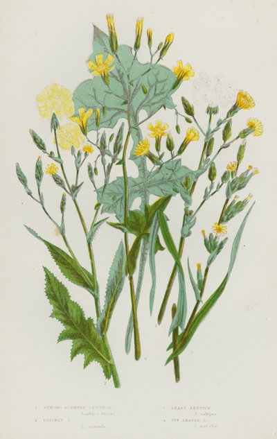 Piante da fiore della Gran Bretagna: Lattuga fortemente profumata, Lattuga spinosa, Lattuga minore, Lattuga a foglie di edera (litografia a colori) da English School