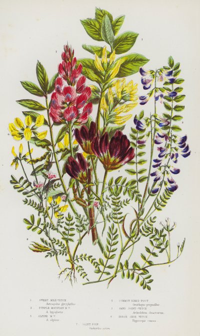 Piante da fiore della Gran Bretagna: Astragalo dolce, Astragalo montano viola, Astragalo alpino, Piede di uccello comune, Astragalo delle sabbie, Astragalo a ferro di cavallo, Sulla da English School