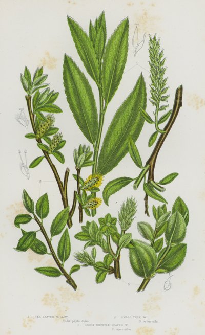 Piante da fiore della Gran Bretagna: Salice a foglie di tè, Salice arboreo piccolo, Salice a foglie di mirtillo verde da English School