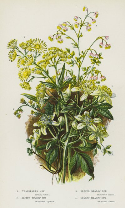 Piante da fiore della Gran Bretagna: Clematide, Ruta dei prati alpina, Ruta dei prati minore, Ruta dei prati gialla da English School