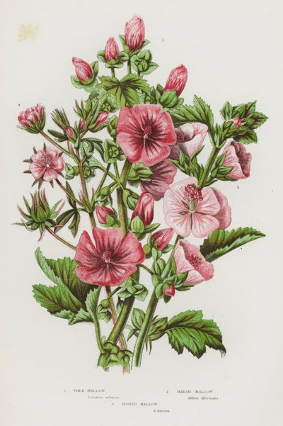 Piante Fiorite della Gran Bretagna: Malva Arborea, Malva di Palude, Malva Ispida da English School