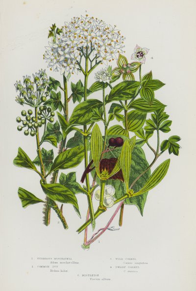 Piante da fiore della Gran Bretagna: Moscatella tuberosa, Edera comune, Corniolo selvatico, Corniolo nano, Vischio da English School