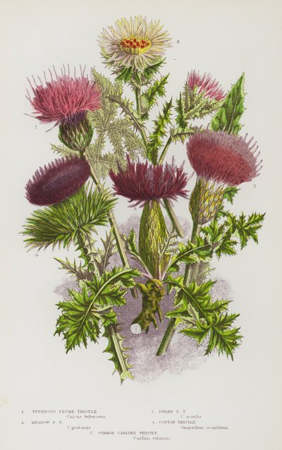 Piante Fiorite della Gran Bretagna: Cardo Pennato Tuberoso, Cardo Pennato di Prato, Cardo Pennato Nano, Cardo di Cotone, Cardo Carline Comune da English School