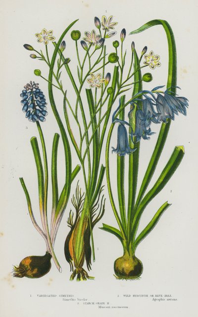 Piante da fiore della Gran Bretagna: Simethis variegata, Giacinto selvatico o Campanula, Muscari a grappolo da English School