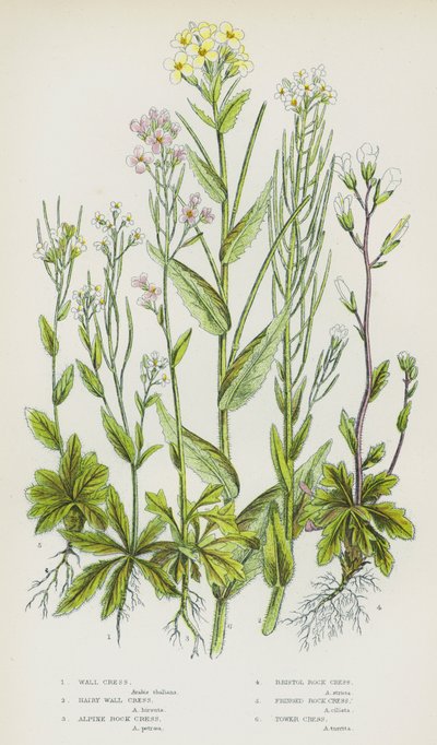 Piante da fiore della Gran Bretagna: Arabide murale, Arabide pelosa, Arabide alpina, Arabide di Bristol, Arabide frangiata, Arabide delle torri da English School