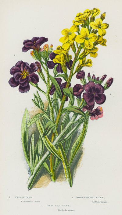 Piante Fiorite della Gran Bretagna: Violaciocca, Violaciocca Arbustiva Grigia, Violaciocca Marina da English School