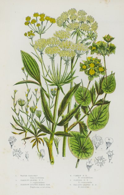 Piante da fiore della Gran Bretagna: Prezzemolo d