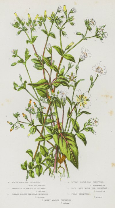 Piante Fiorite della Gran Bretagna: Stellaria d