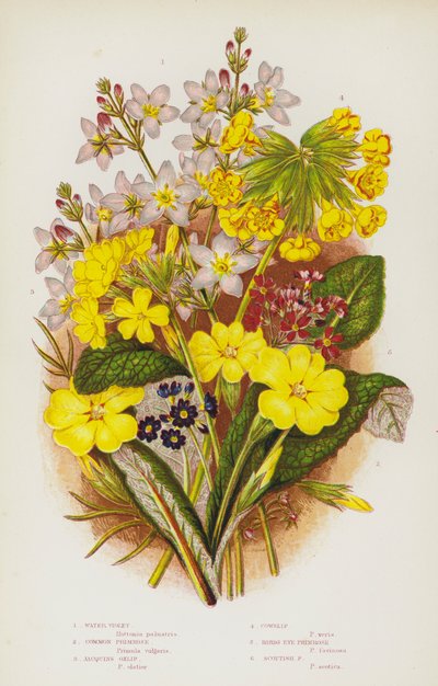 Piante da fiore della Gran Bretagna: Hottonia palustris, Primula vulgaris, Primula elatior, Primula veris, Primula farinosa, Primula scotica da English School