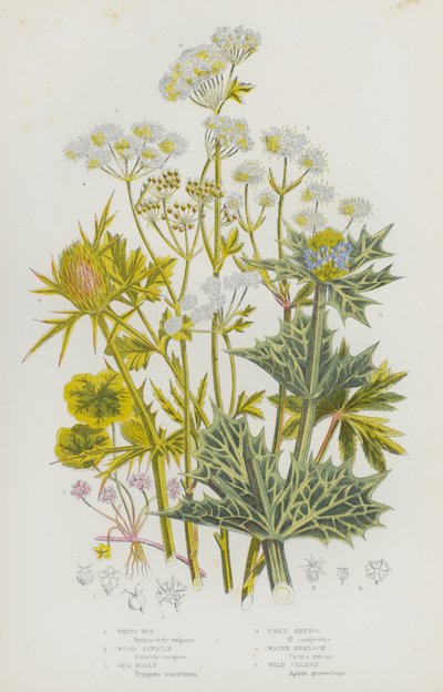 Piante da fiore della Gran Bretagna: Rotta bianca, Sanicola dei boschi, Agrifoglio marino, Eryngo dei campi, Cicuta d