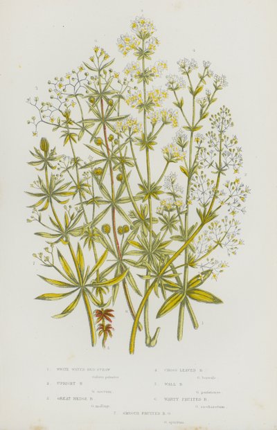 Piante da fiore della Gran Bretagna: Caglio bianco d