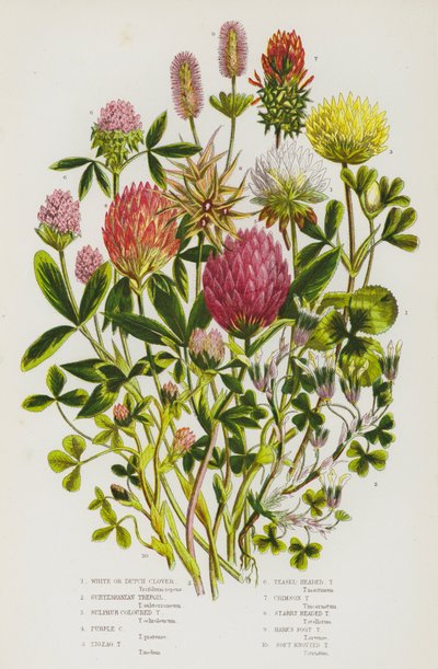 Piante Fiorite della Gran Bretagna: Trifoglio Bianco o Olandese, Trifoglio Sotterraneo, Trifoglio Giallo Zolfo, Trifoglio Viola, Trifoglio Zigzag, Trifoglio a Testa di Cardo, Trifoglio Cremisi, Trifoglio a Testa Stellata, Trifoglio a Piede di Lepre, Trifog da English School