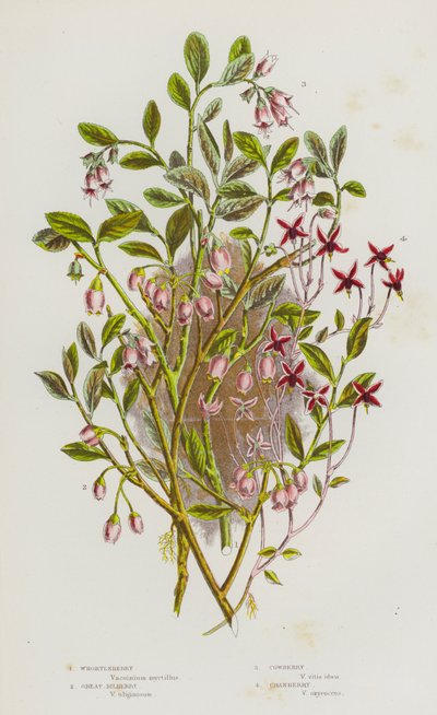 Piante da fiore della Gran Bretagna: Mirtillo, Mirtillo gigante, Mirtillo rosso, Mirtillo palustre da English School