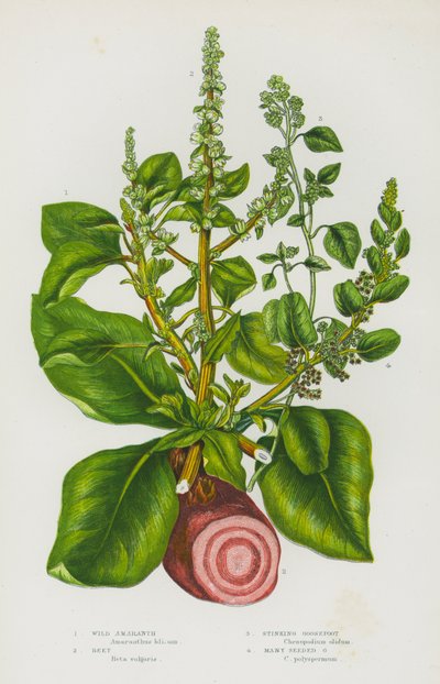 Piante da fiore della Gran Bretagna: Wild Amaranth, Beet, Stinking Goosefoot, Many Seeded Goosefoot da English School