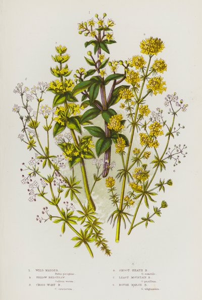Piante da fiore della Gran Bretagna: Robbia selvatica, Galio giallo, Galio crociato, Galio liscio, Galio delle montagne, Galio delle paludi da English School